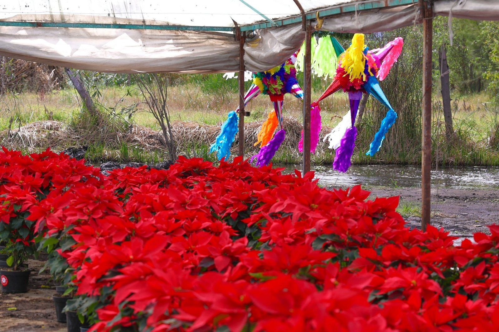 Celebra el Día Nacional de la Nochebuena con un taller en el Museo de Historia Natural