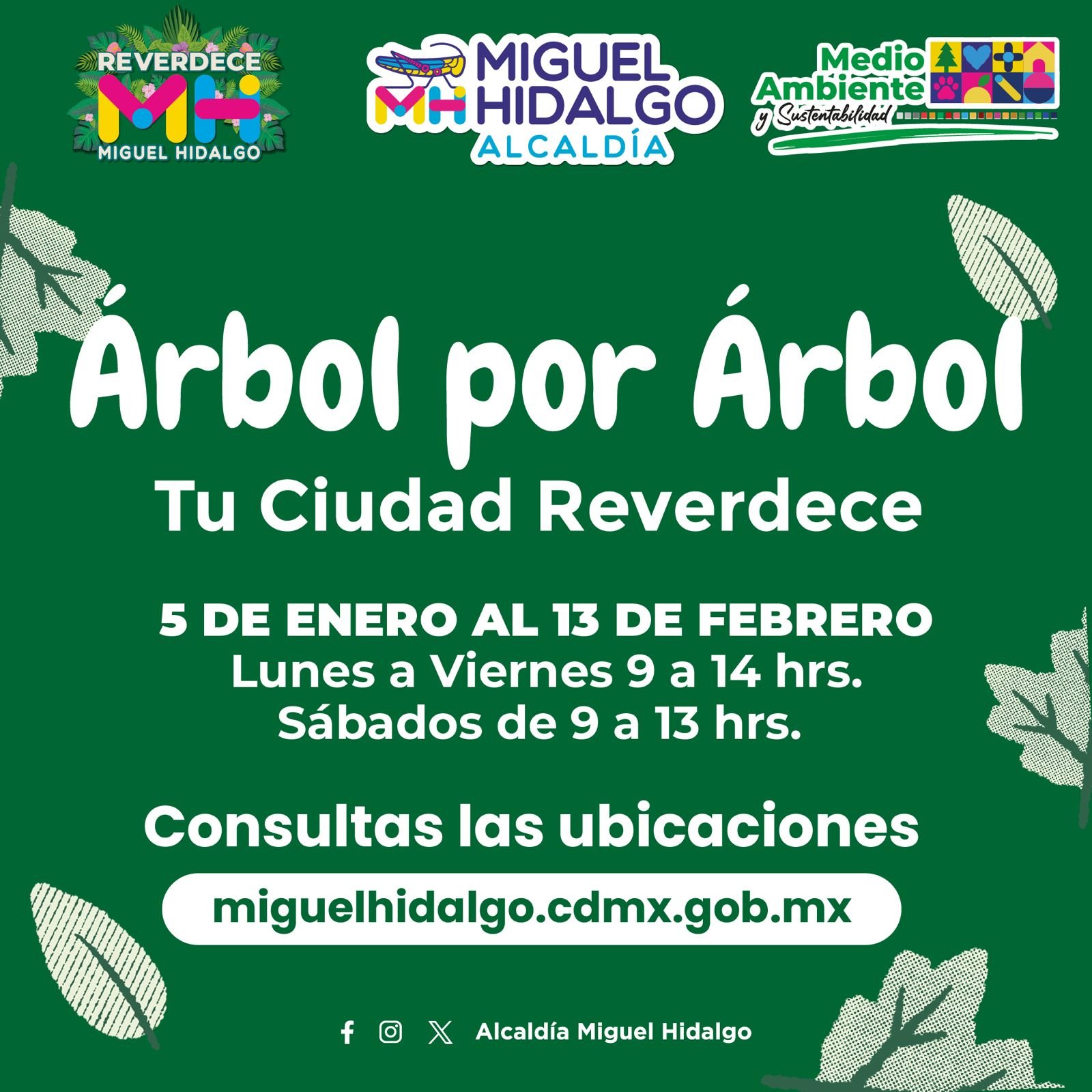 Pone Tabe en marcha reciclaje de Árboles de Navidad en MH