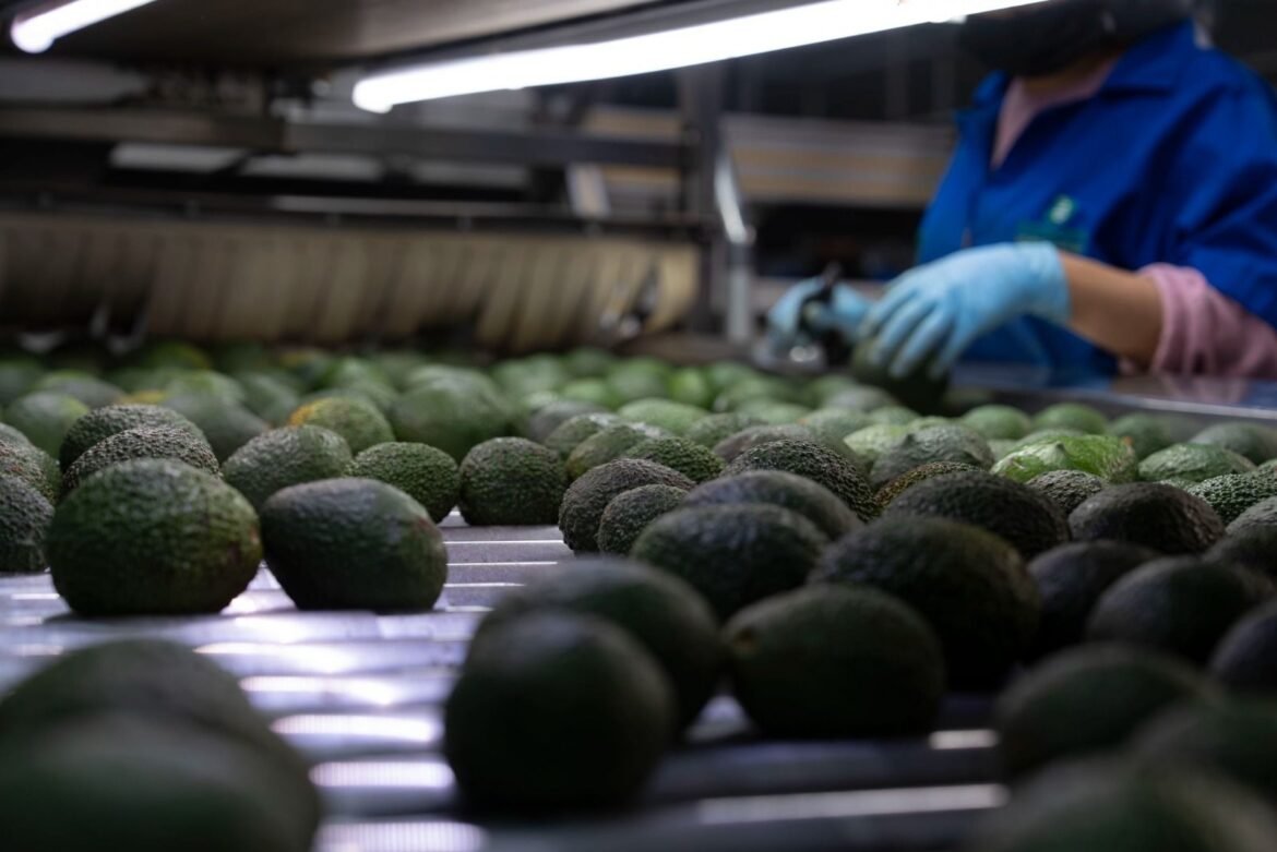 Envió México 38 mil toneladas aguacate a EU