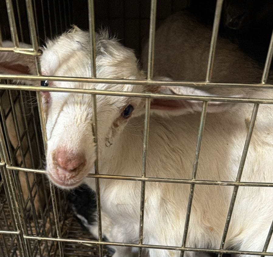 Hallan más de 700 animales hacinados en casa de Ecatepec