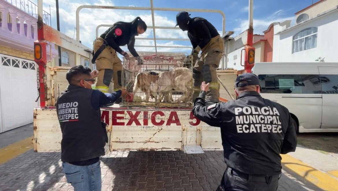 Hallan más de 700 animales hacinados en casa de Ecatepec