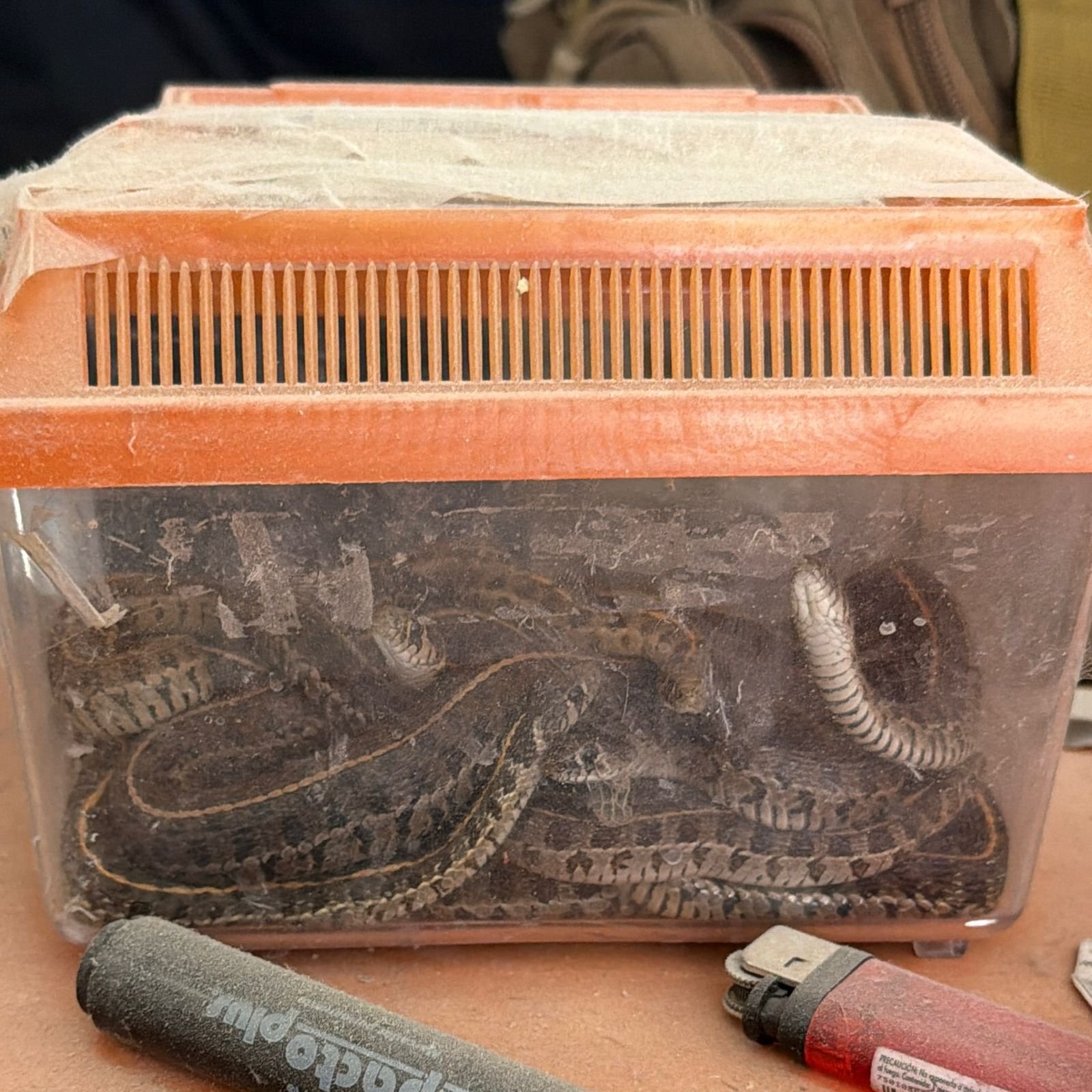 Hallan más de 700 animales hacinados en casa de Ecatepec