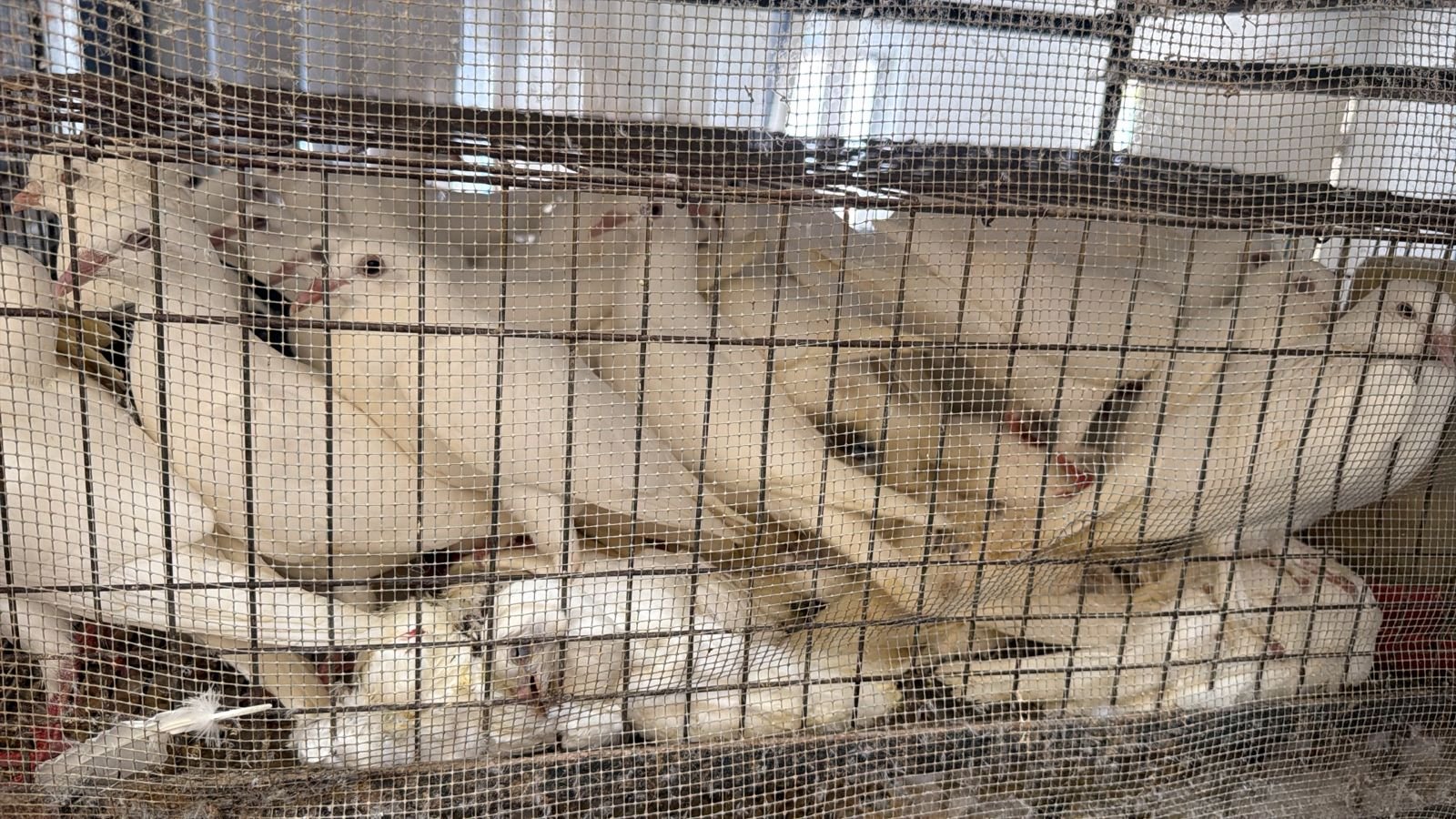 Hallan más de 700 animales hacinados en casa de Ecatepec