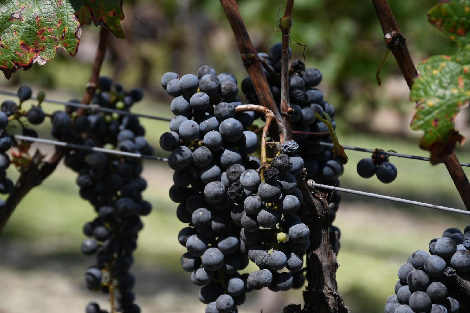 Guanajuato lidera a México en Bacchus 2026