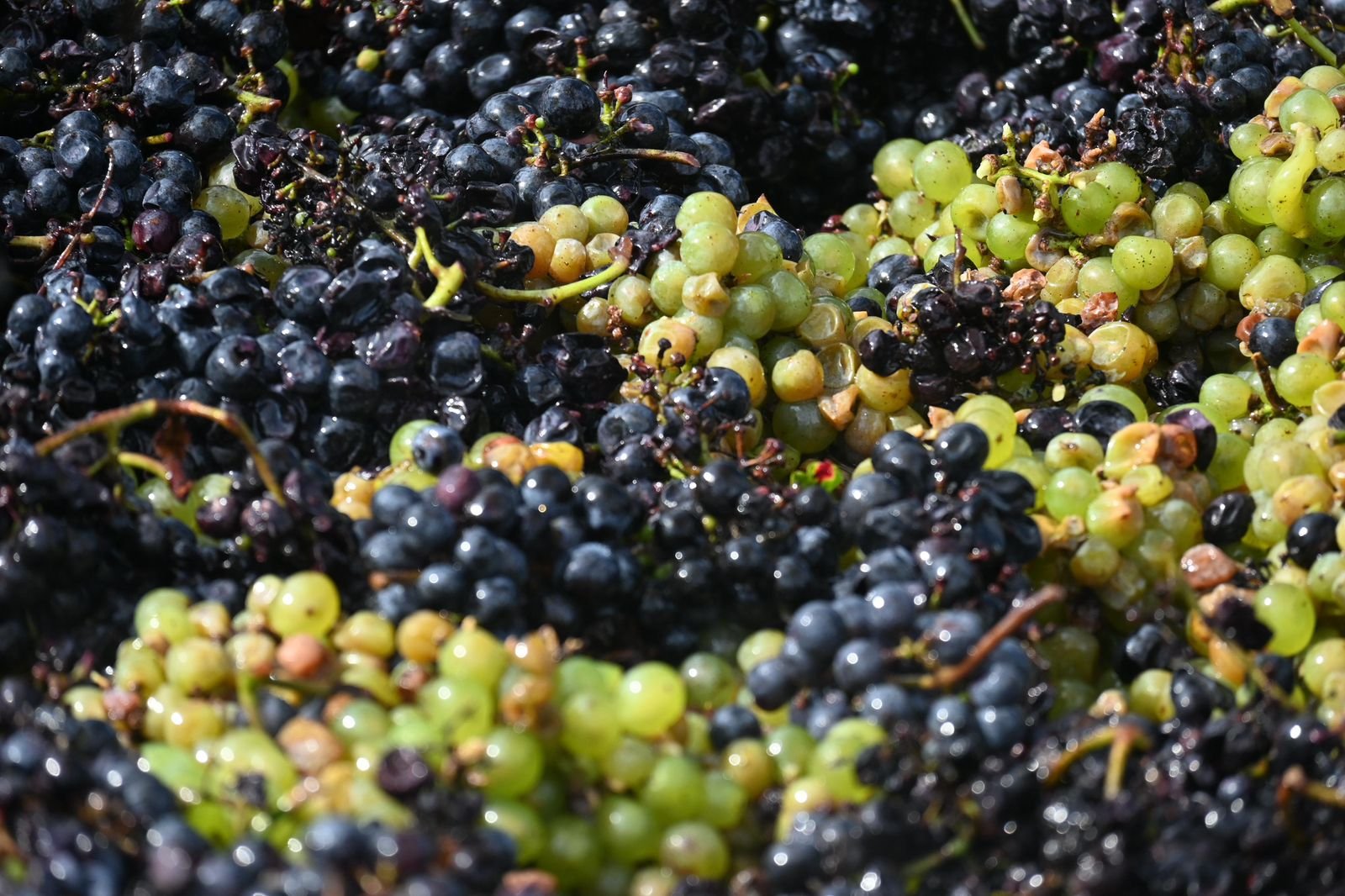 Guanajuato lidera a México en Bacchus 2026