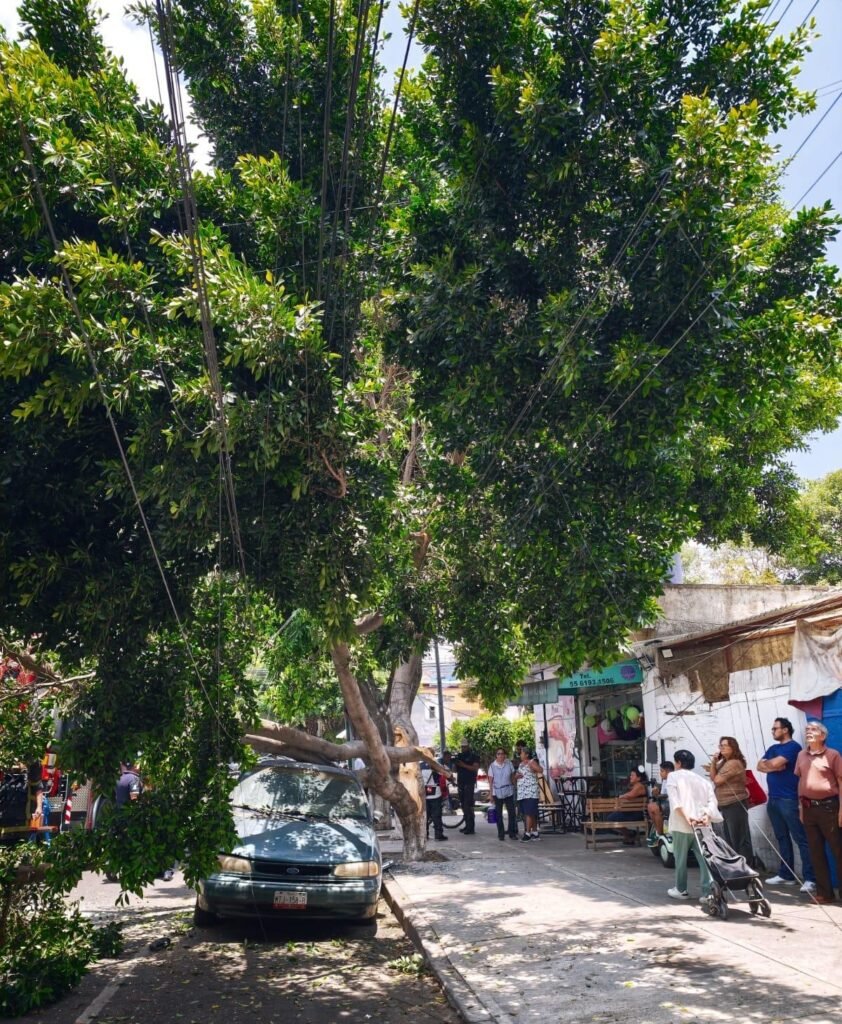 Gobierno de Ale Rojo de la Vega brinda acompañamiento a vecinos afectados por caída de árboles y ramas