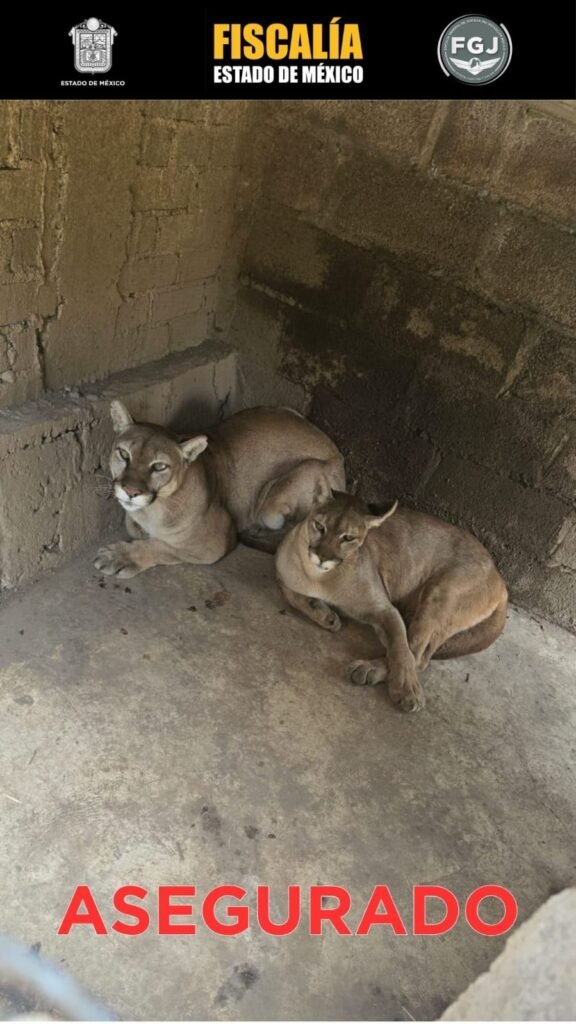Aseguran autoridades fauna exótica en inmueble de Chalco; detienen a un hombre