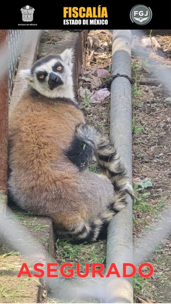 Aseguran autoridades fauna exótica en inmueble de Chalco; detienen a un hombre