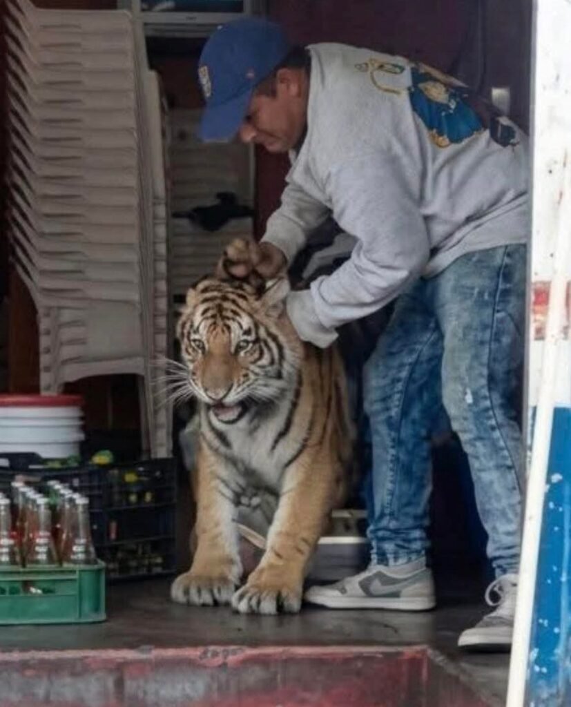 Escapa tigre de bengala en Tepetlaoxtoc; activan operativo de búsqueda
