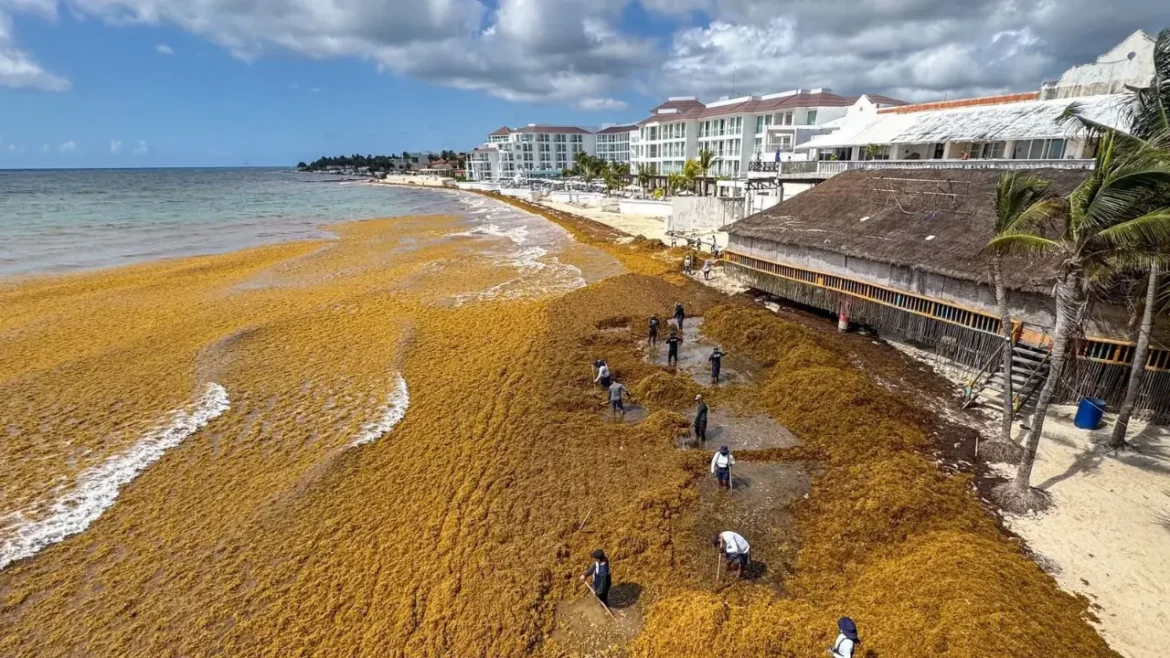 Crisis del sargazo en el Caribe mexicano