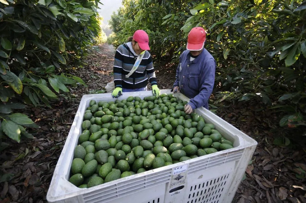 Crisis diplomático por el aguacate de Michoacán